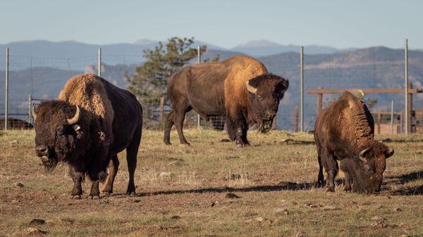 Bison at Daniels Park