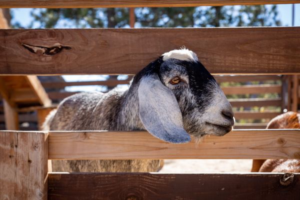Goat at the Zoo